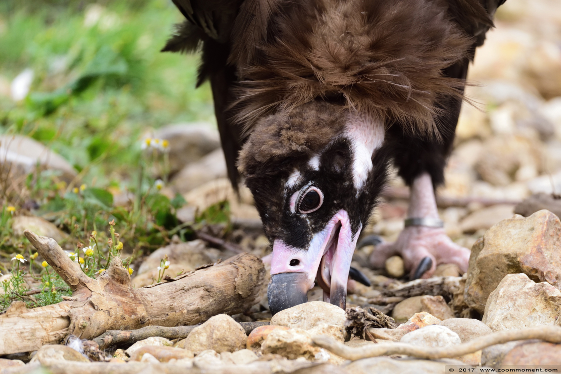 monniksgier  ( Aegypius monachus ) cinereous vulture or black vulture 
Trefwoorden: Gaiapark Kerkrade Nederland zoo monniksgier  Aegypius monachus cinereous vulture  black vulture 