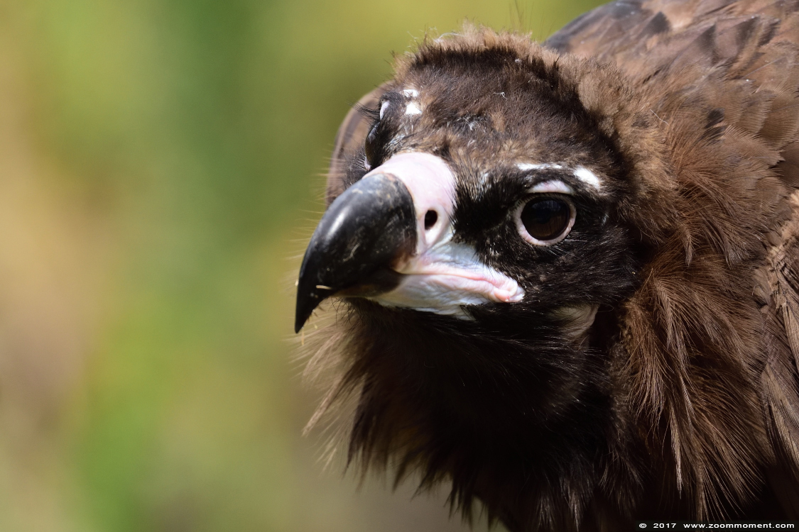 monniksgier  ( Aegypius monachus ) cinereous vulture or black vulture
Trefwoorden: Gaiapark Kerkrade Nederland zoo monniksgier  Aegypius monachus cinereous vulture  black vulture 