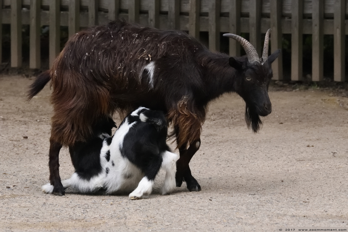 geit  goat
Trefwoorden: Gaiapark Kerkrade Nederland zoo geit goat