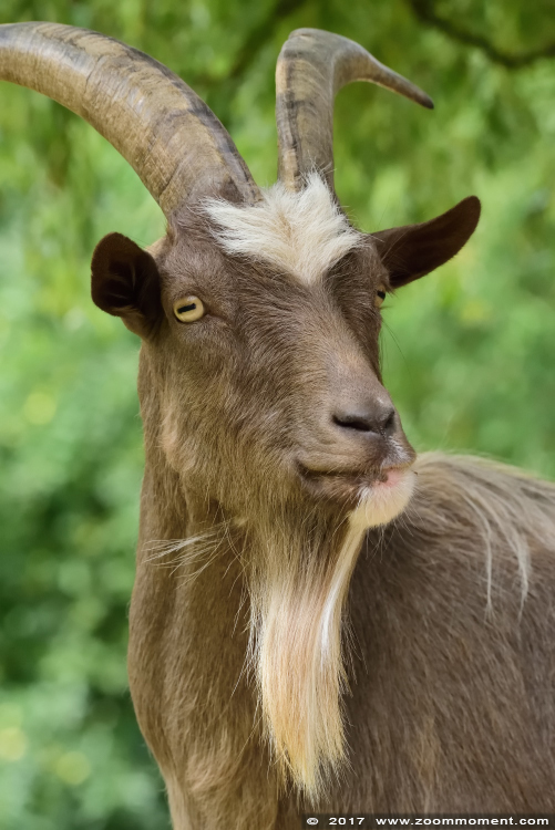 geit  goat
Trefwoorden: Gaiapark Kerkrade Nederland zoo geit goat