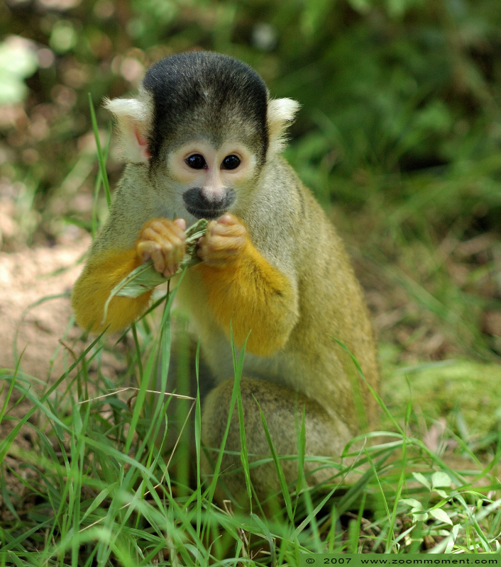 Boliviaans doodshoofdaapje  ( Saimiri boliviensis )  Bolivian squirrel monkey
Trefwoorden: Gaiapark Kerkrade Saimiri boliviensis Boliviaans doodshoofdaapje Bolivian squirrel monkey