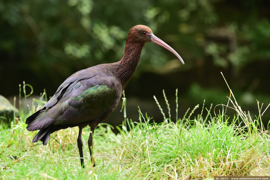puna ibis ( Plegadis ridgwayi )
Trefwoorden: Gaiapark Kerkrade Nederland zoo puna ibis  Plegadis ridgwayi 