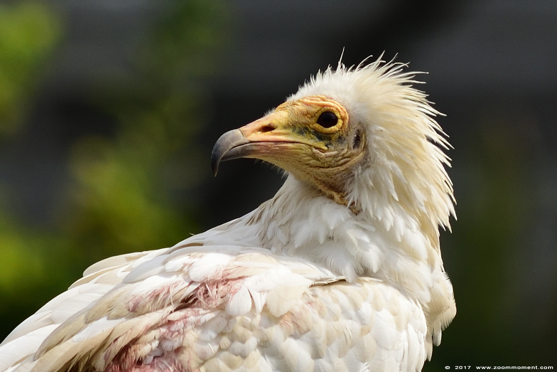 aasgier (  Neophron percnopterus )  Egyptian vulture
Trefwoorden: Gaiapark Kerkrade Nederland zoo aasgier Neophron percnopterus   Egyptian vulture