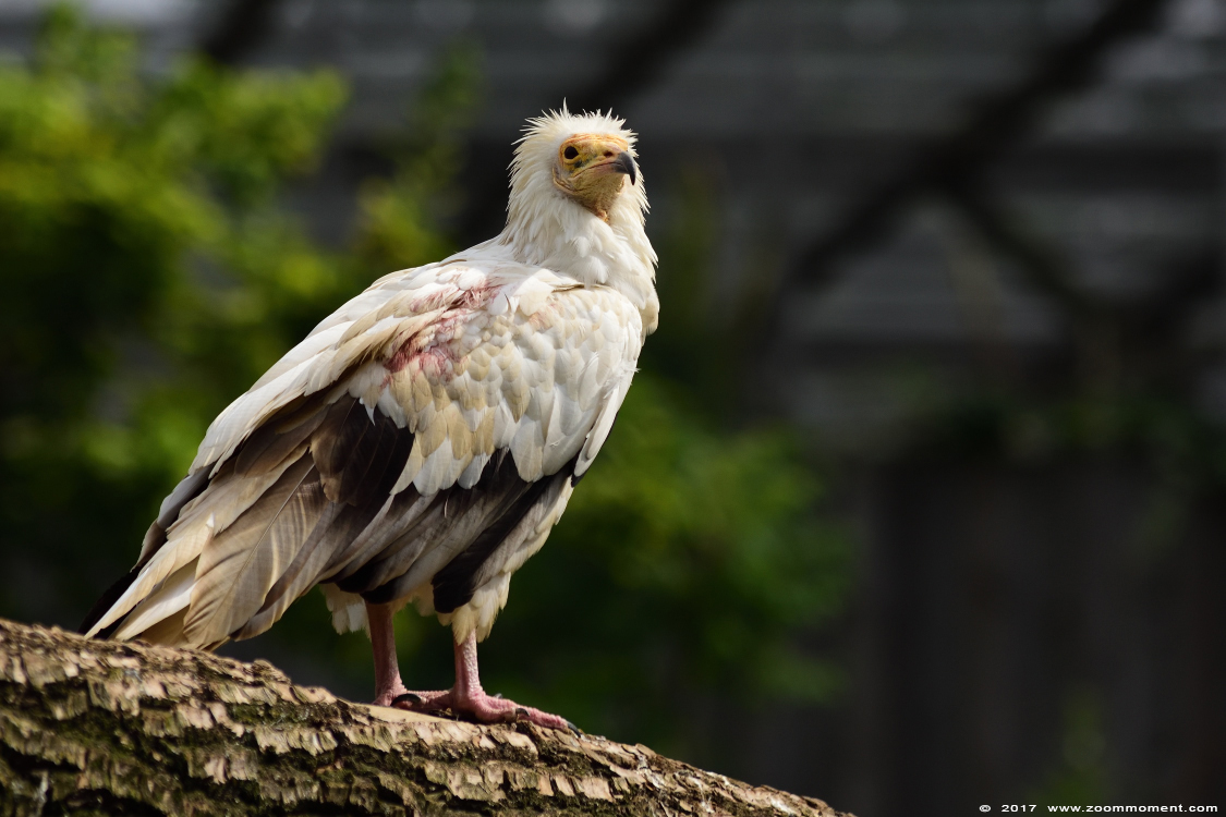 aasgier (  Neophron percnopterus )  Egyptian vulture
Trefwoorden: Gaiapark Kerkrade Nederland zoo aasgier Neophron percnopterus   Egyptian vulture