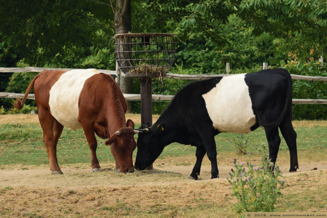 lakenvelder koe Lakenvelder cattle
Trefwoorden: Gaiapark Kerkrade Nederland zoo lakenvelder koe Lakenvelder cattle
