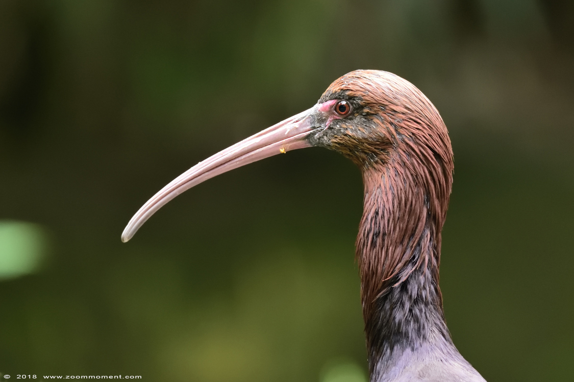 puna ibis ( Plegadis ridgwayi )
Trefwoorden: Gaiapark Kerkrade Nederland zoo puna ibis  Plegadis ridgwayi 
