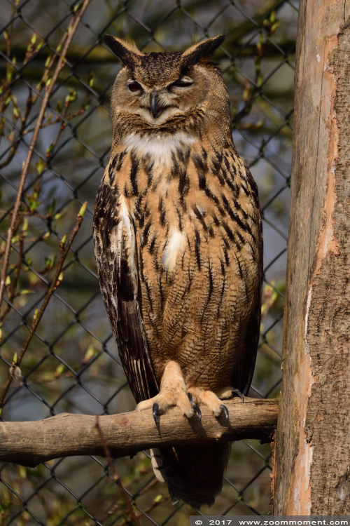 Europese oehoe ( Bubo bubo ) European eagle owl 
Trefwoorden: Gaiapark Kerkrade Nederland zoo Europese oehoe Bubo bubo  European eagle owl 