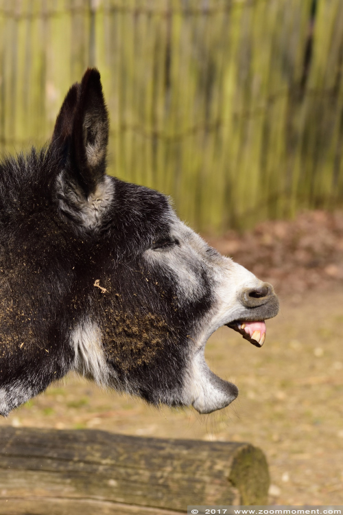 ezel  donkey
Trefwoorden: Gaiapark Kerkrade Nederland zoo ezel donkey