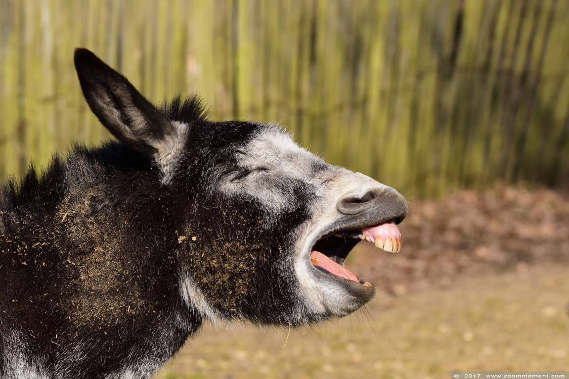 ezel  donkey
Trefwoorden: Gaiapark Kerkrade Nederland zoo ezel donkey