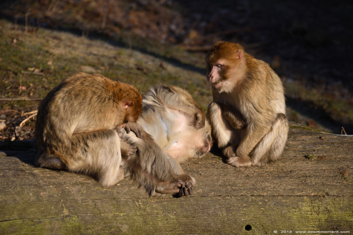 berberaap of magot aap of makaak ( Macaca sylvanus ) Berber monkey 
Trefwoorden: Gaiapark Kerkrade Nederland zoo berberaap magot aap  makaak  Macaca sylvanus  Berber monkey