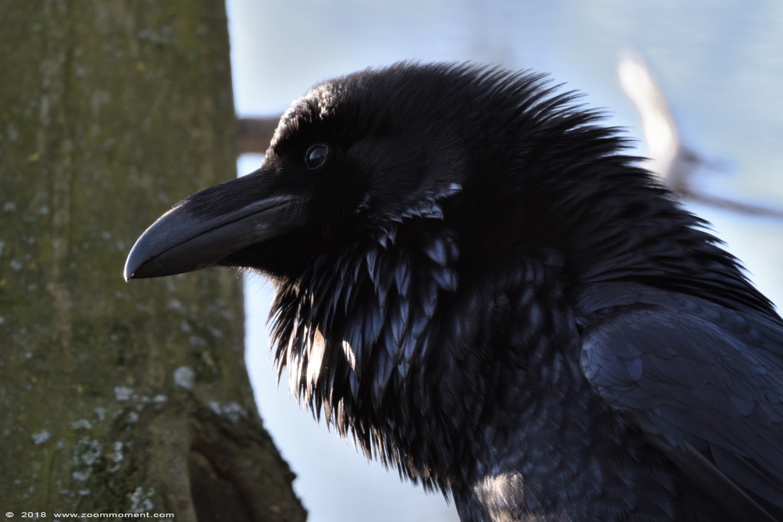 raaf ( Corvus corax )  raven
Trefwoorden: Gaiapark Kerkrade Nederland zoo raaf Corvus corax  raven