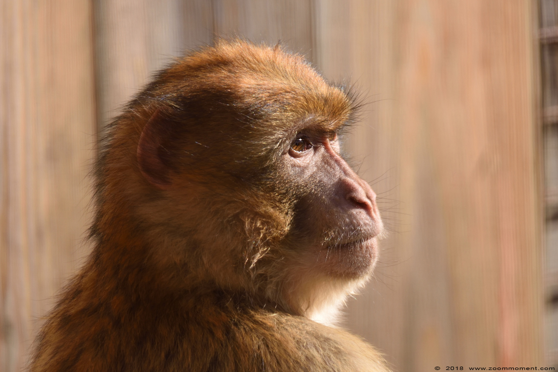 berberaap of magot aap of makaak ( Macaca sylvanus ) Berber monkey
Trefwoorden: Gaiapark Kerkrade Nederland zoo berberaap magot aap  makaak  Macaca sylvanus  Berber monkey