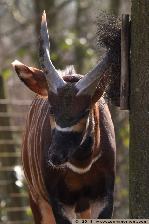 bongo ( Tragelaphus eurycerus ) 
Trefwoorden: Gaiapark Kerkrade Nederland zoo bongo  Tragelaphus eurycerus 