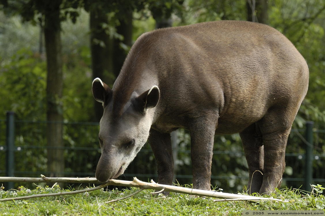 laaglandtapir of Zuid-Amerikaanse tapir of Braziliaanse tapir ( Tapirus terrestris )  South American tapir
Trefwoorden: Gaiapark Kerkrade Nederland zoo tapir Tapirus terrestris laaglandtapir Zuid Amerikaanse tapir Braziliaanse tapir South American tapir