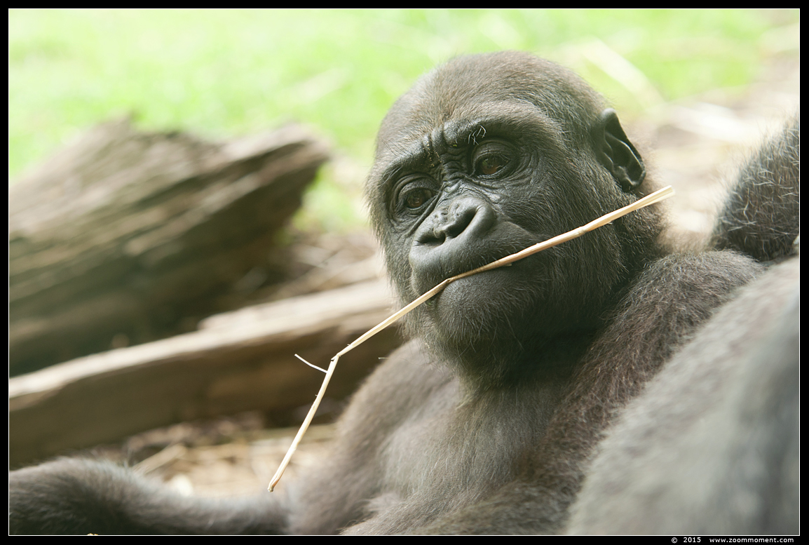 Westelijke laagland gorilla  ( Gorilla gorilla )
Trefwoorden: Gaiapark Kerkrade Nederland zoo  Gorilla gorilla