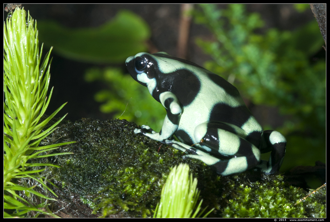 groen zwarte gifkikker  ( Dendrobates auratus ) green and black poison frog
Keywords: Gaiapark Kerkrade Nederland zoo groen zwarte gifkikker  Dendrobates auratus green  black poison frog