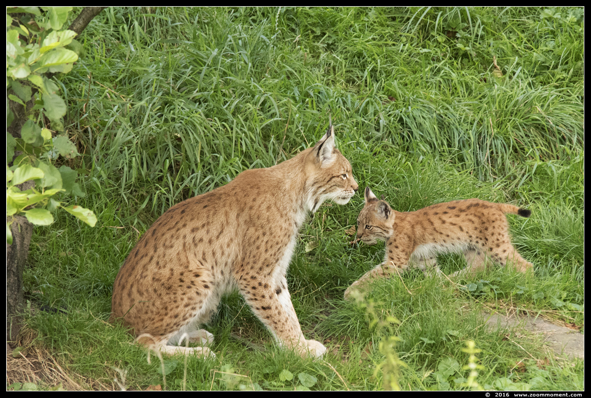 Lynx lynx
Welpen, geboren 14 mei 2016, op de foto 3 maanden oud
Cubs, born 14 May 2016, on the picture 3 months old
Trefwoorden: Gaiapark Kerkrade lynx