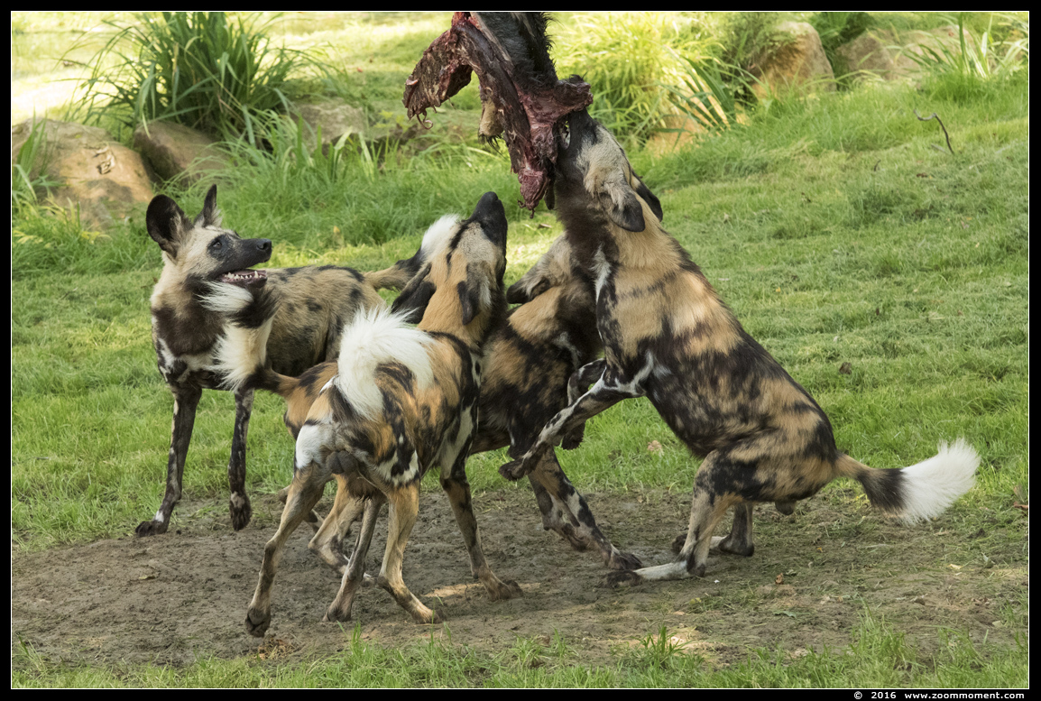 Afrikaanse wilde hond ( Lycaon pictus ) African wild dog
Palavras chave: Gaiapark Kerkrade Nederland zoo Afrikaanse wilde hond Lycaon pictus  African wild dog