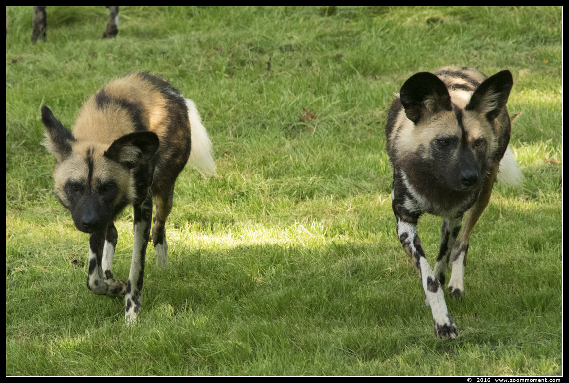 Afrikaanse wilde hond ( Lycaon pictus ) African wild dog
Trefwoorden: Gaiapark Kerkrade Nederland zoo Afrikaanse wilde hond Lycaon pictus  African wild dog