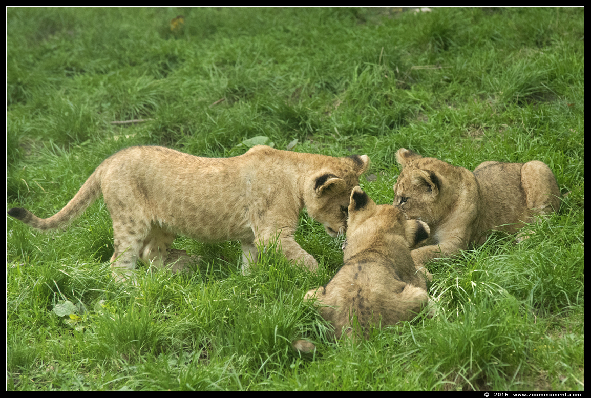 Afrikaanse leeuw ( Panthera leo ) lion
Welpen geboren 6 juni 2016, op de foto 2 maanden oud
Cubs, born 6th June 2016, on the picture about 2 months old
Trefwoorden: Gaiapark Kerkrade lion Afrikaanse leeuw cub welp Panthera leo