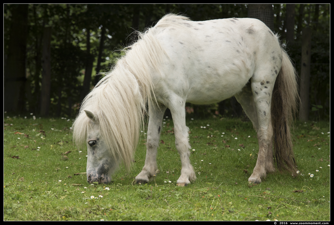 pony
Trefwoorden: Gaiapark Kerkrade Nederland zoo pony