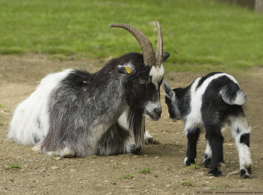 geit  goat
Keywords: Gaiapark Kerkrade Nederland zoo geit goat