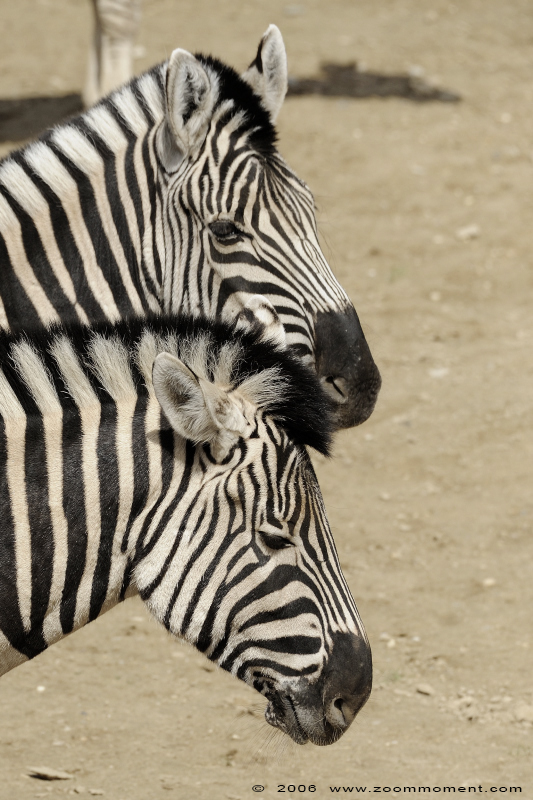 Burchell of Damara steppezebra ( Equus burchelli antiquorum or Equus quagga burchelli ) zebra
Trefwoorden: Gaiapark Kerkrade zebra Damara zebra Equus burchelli antiquorum Damara zebra