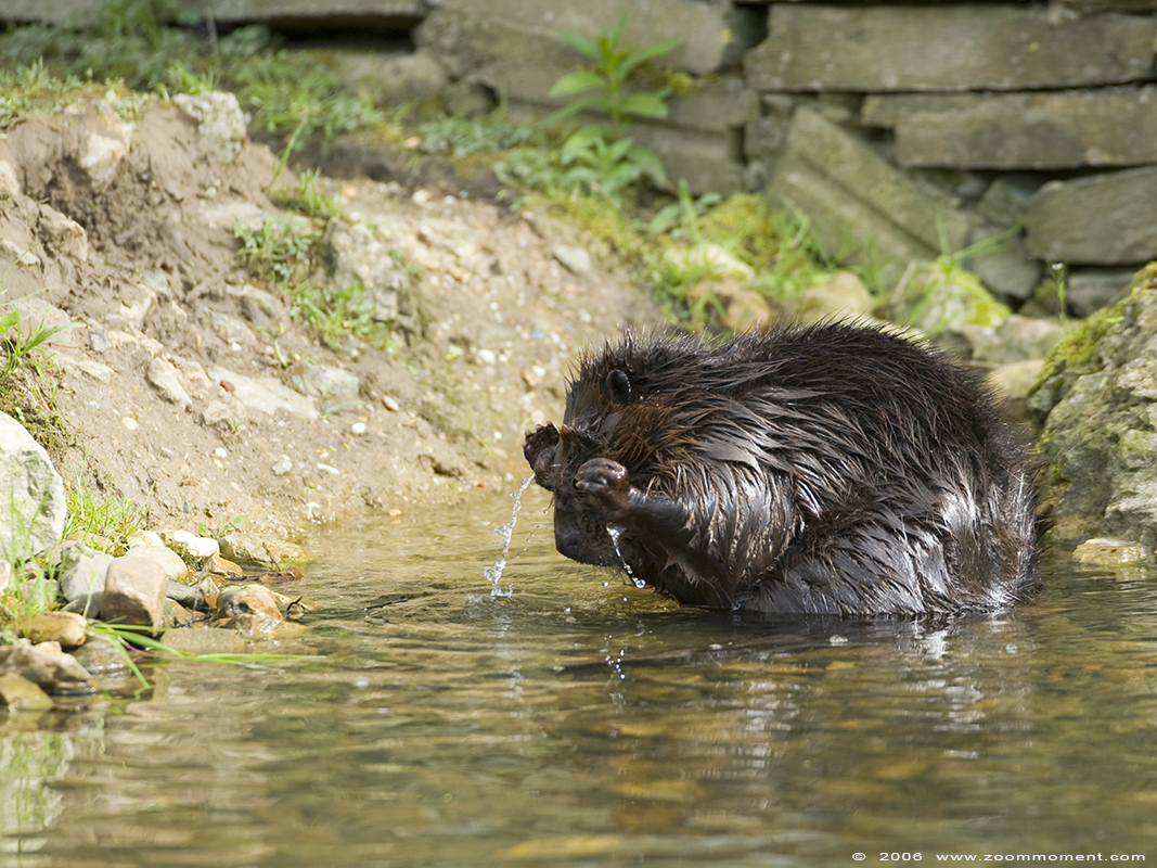Noord-Amerikaanse bever ( Castor canadensis ) beaver
Trefwoorden: Gaiapark Kerkrade Noord Amerikaanse bever Castor canadensis beaver