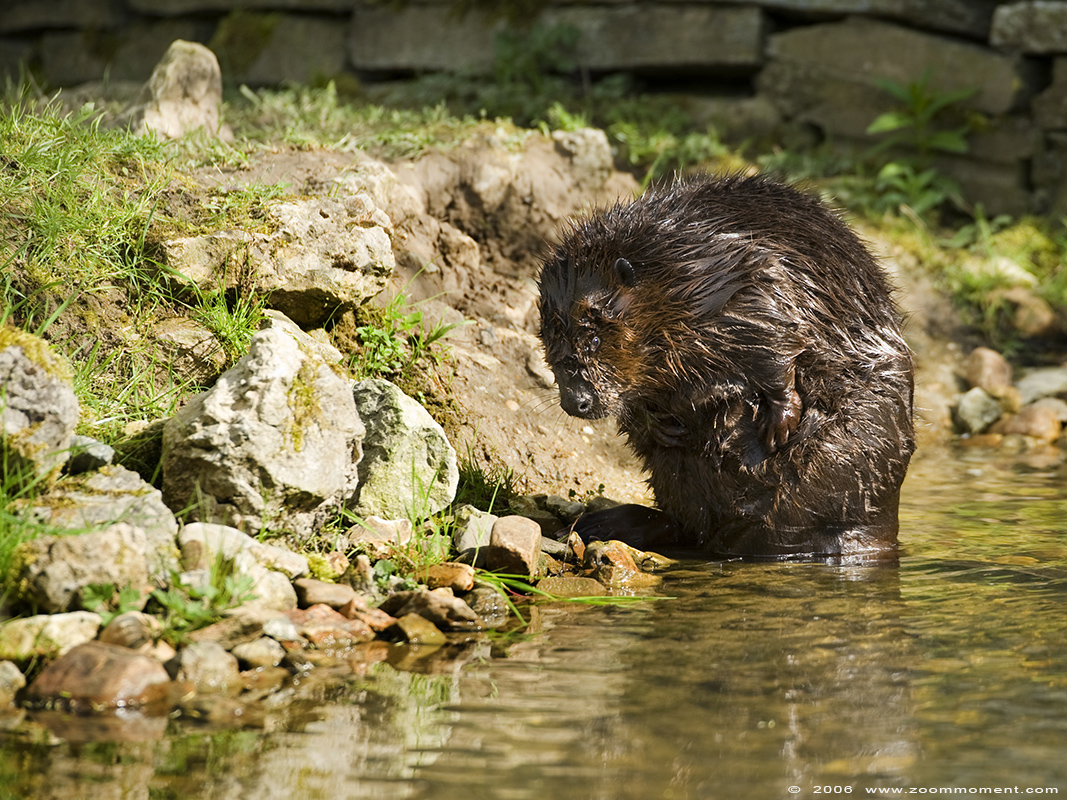 Noord-Amerikaanse bever ( Castor canadensis ) beaver
الكلمات الإستدلالية(لتسهيل البحث): Gaiapark Kerkrade Noord Amerikaanse bever Castor canadensis beaver