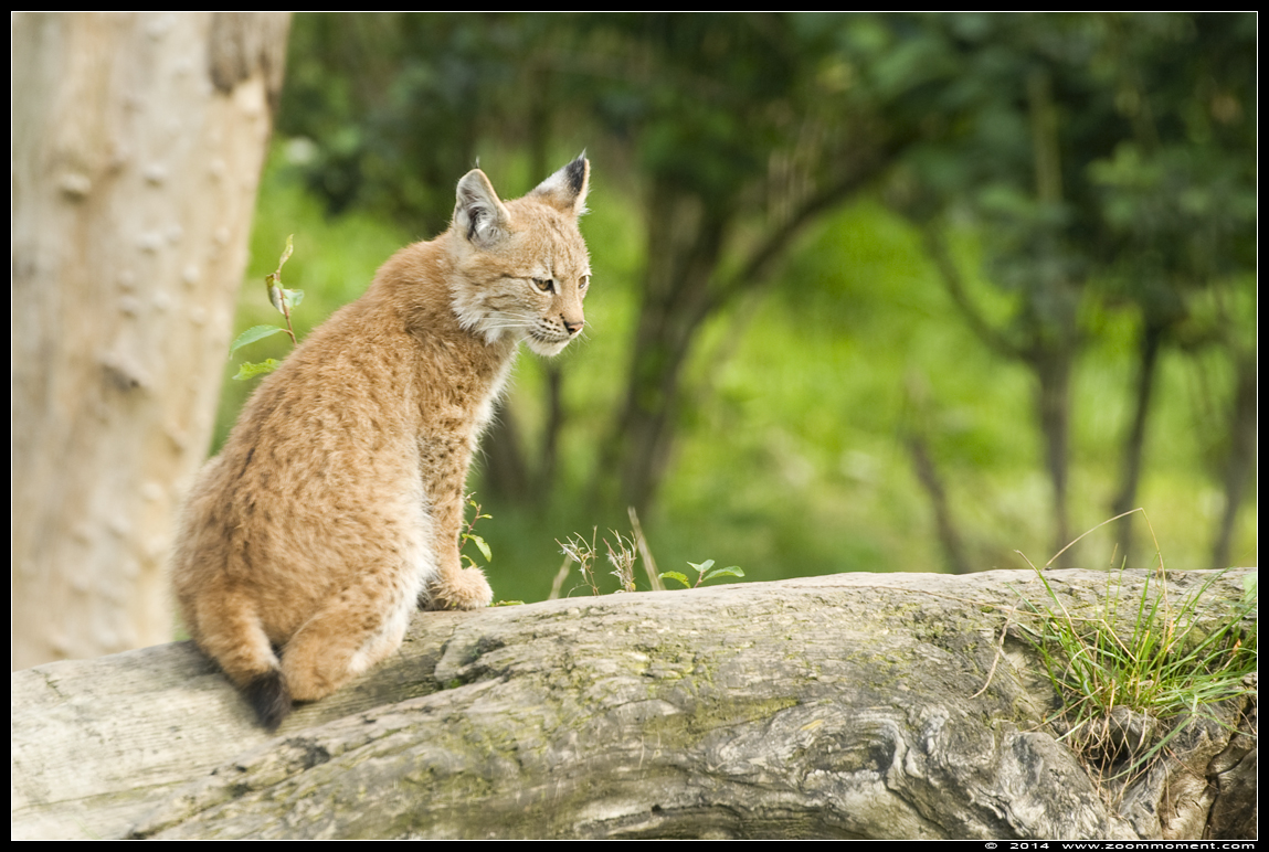 Lynx lynx
Mots-clés: Gaiapark Kerkrade lynx
