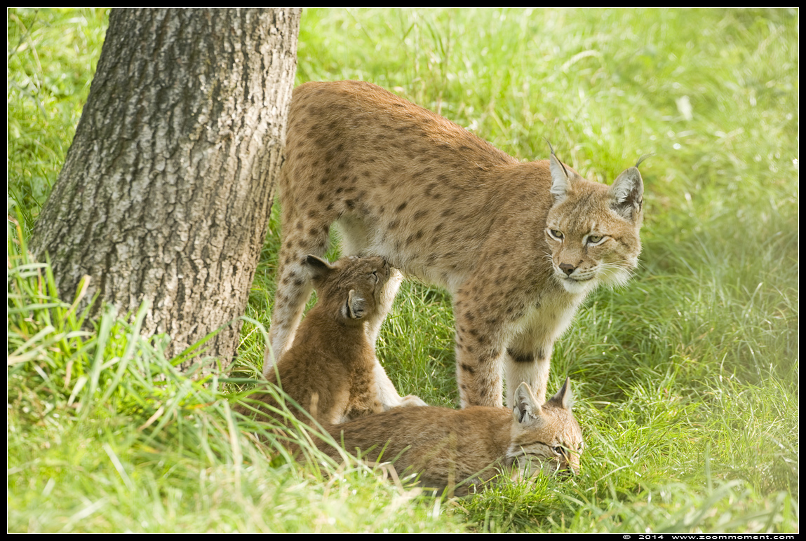Lynx lynx
Welpen, geboren 14 mei 2014, op de foto ongeveer 4 maanden oud
Cubs, born 14th May 2014, on the picture about 4 months old
Trefwoorden: Gaiapark Kerkrade lynx