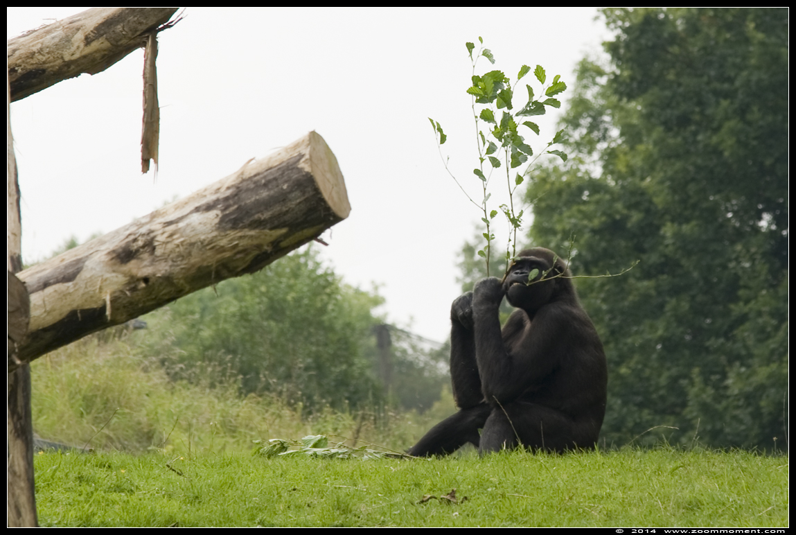 Westelijke laagland gorilla  ( Gorilla gorilla )
Trefwoorden: Gaiapark Kerkrade Nederland zoo  Gorilla gorilla