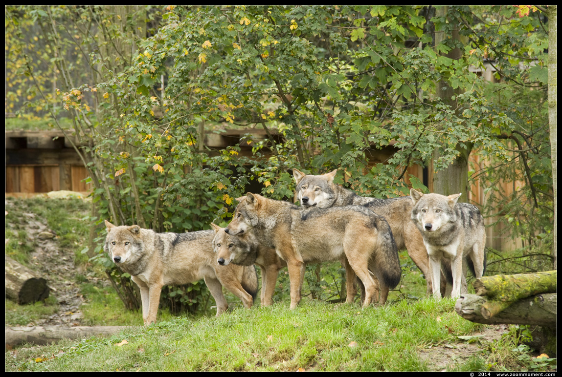 Europese wolf  ( Canis lupus lupus )  Eurasian wolf 
Trefwoorden: Gaiapark Kerkrade Nederland zoo  wolf  Canis lupus  wolf