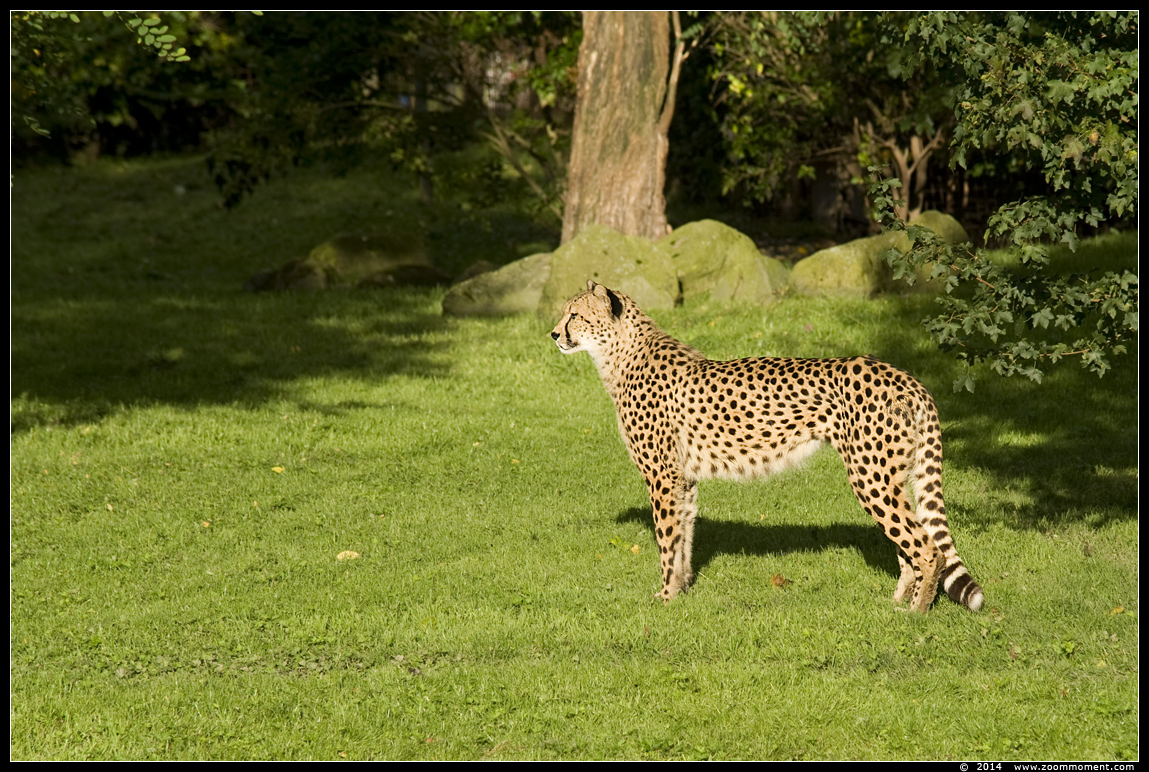jachtluipaard ( Acinonyx jubatus ) cheetah
Trefwoorden: Gaiapark Kerkrade cheetah jachtluipaard Acinonyx jubatus