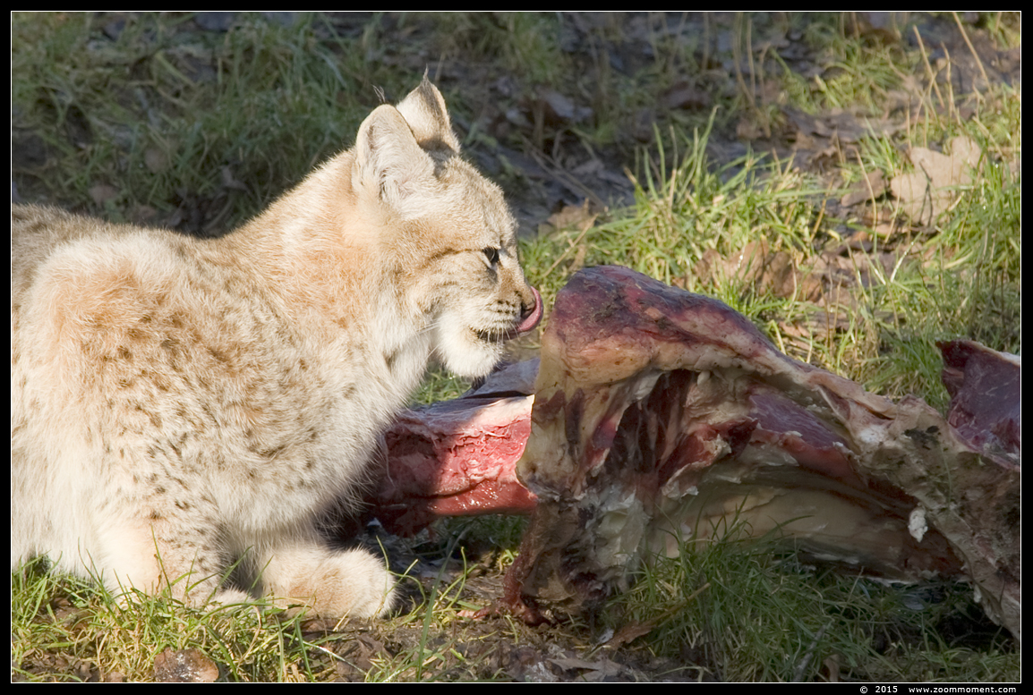 Lynx lynx
Trefwoorden: Gaiapark Kerkrade lynx