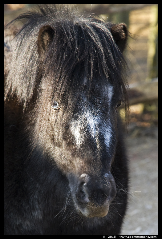 pony
Trefwoorden: Gaiapark Kerkrade pony