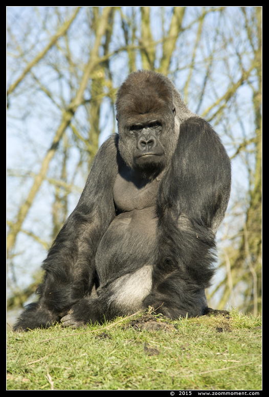 Westelijke laagland gorilla ( Gorilla gorilla )
Trefwoorden: Gaiapark Kerkrade Westelijke laagland gorilla 