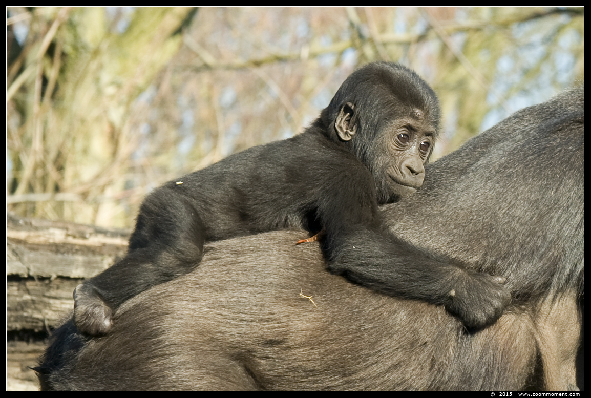 Westelijke laagland gorilla ( Gorilla gorilla )
Trefwoorden: Gaiapark Kerkrade Westelijke laagland gorilla 