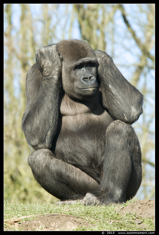 Westelijke laagland gorilla ( Gorilla gorilla )
Trefwoorden: Gaiapark Kerkrade Westelijke laagland gorilla