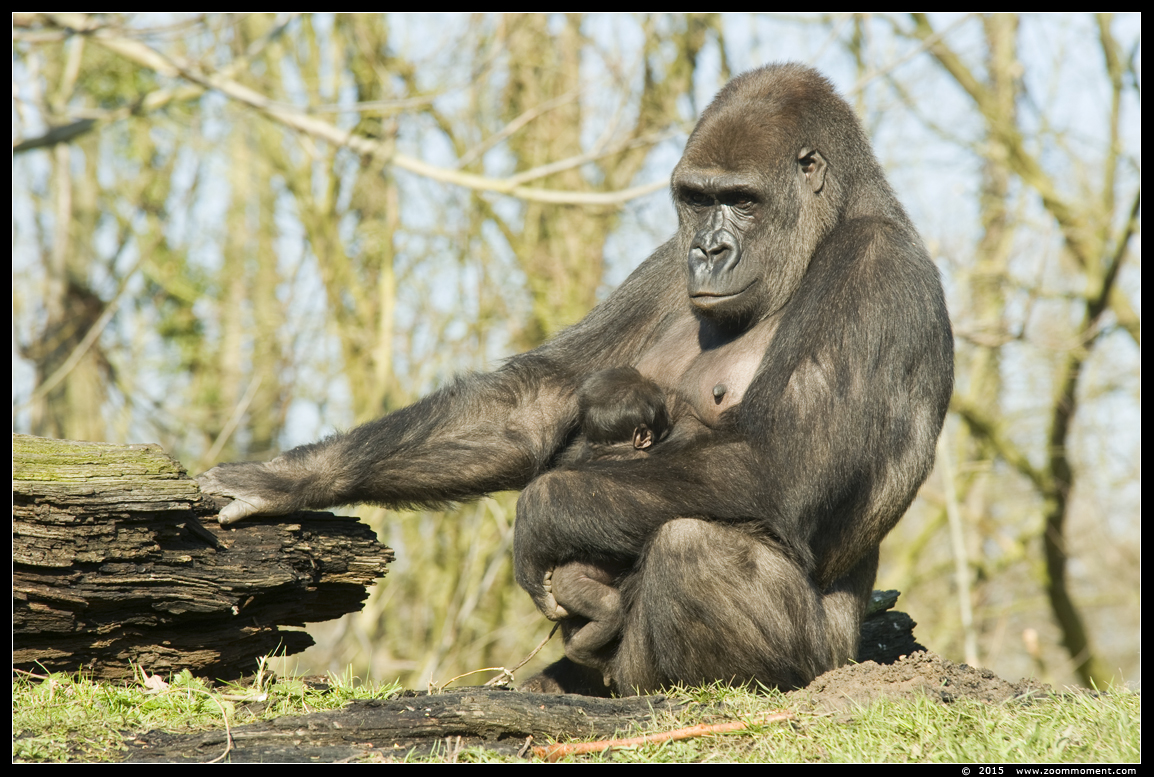 Westelijke laagland gorilla ( Gorilla gorilla )
Trefwoorden: Gaiapark Kerkrade Westelijke laagland gorilla
