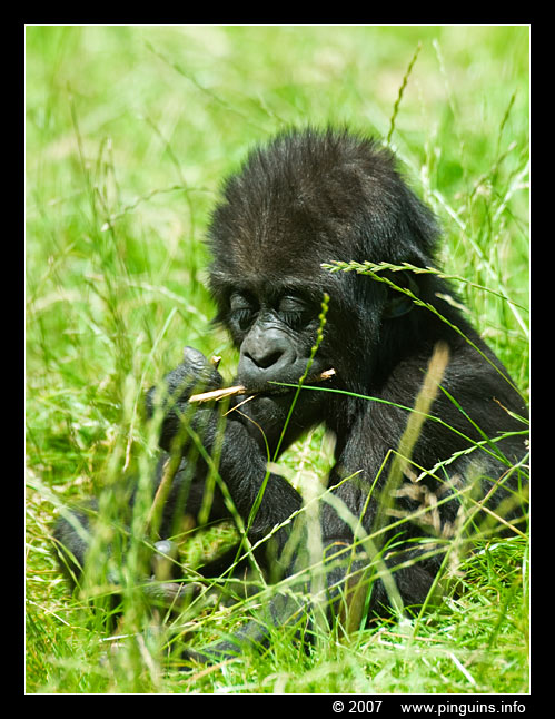 Westelijke laagland gorilla  ( Gorilla gorilla )
Trefwoorden: Gaiapark Kerkrade Gorilla gorilla