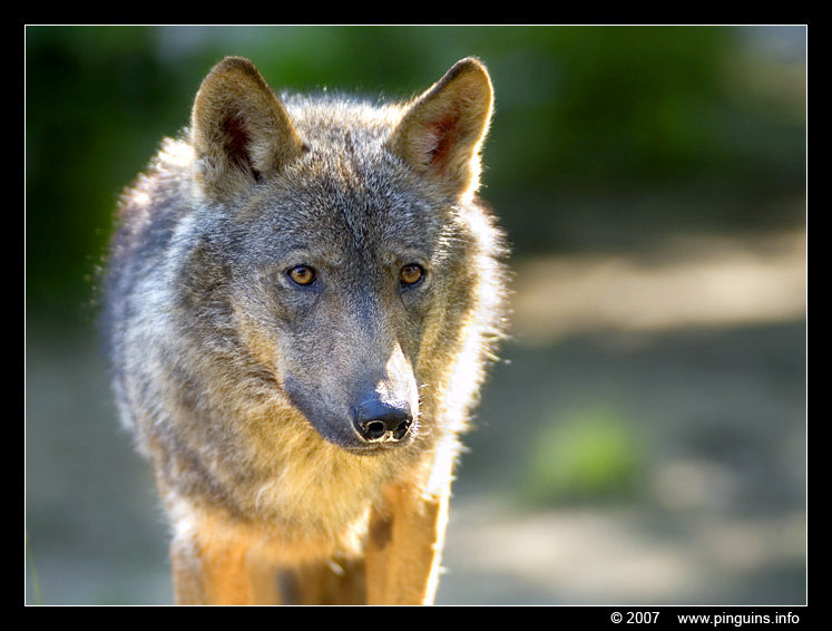 Europese wolf  ( Canis lupus lupus )  Eurasian wolf 
Trefwoorden: Gaiapark Kerkrade Nederland zoo  wolf  Canis lupus signatus Iberian wolf wolf