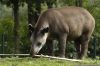 DSC_5274_Gaiazoo05_tapirc.jpg
