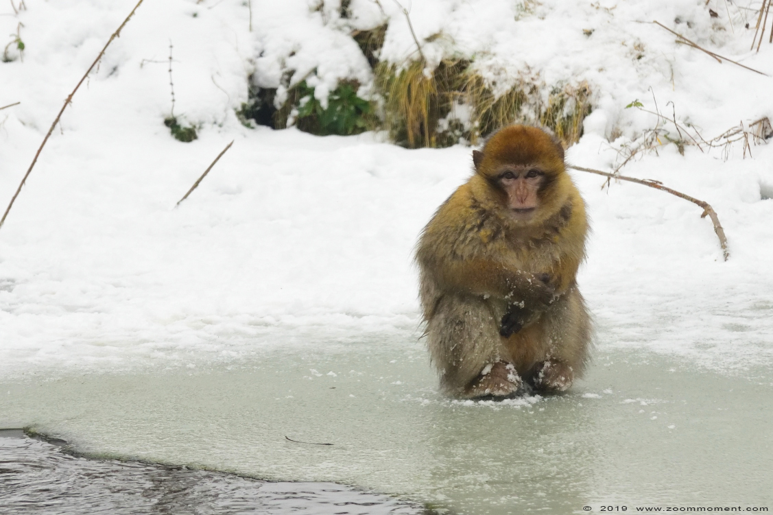 berberaap of magot aap of makaak ( Macaca sylvanus ) Berber monkey
Trefwoorden: Gaiapark Kerkrade Nederland zoo berberaap magot aap  makaak  Macaca sylvanus  Berber monkey sneeuw snow