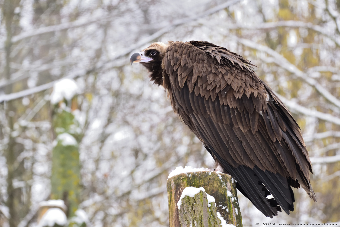 monniksgier ( Aegypius monachus ) cinereous vulture or black vulture
Trefwoorden: Gaiapark Kerkrade Nederland zoo monniksgier  Aegypius monachus cinereous vulture  black vulture  sneeuw snow