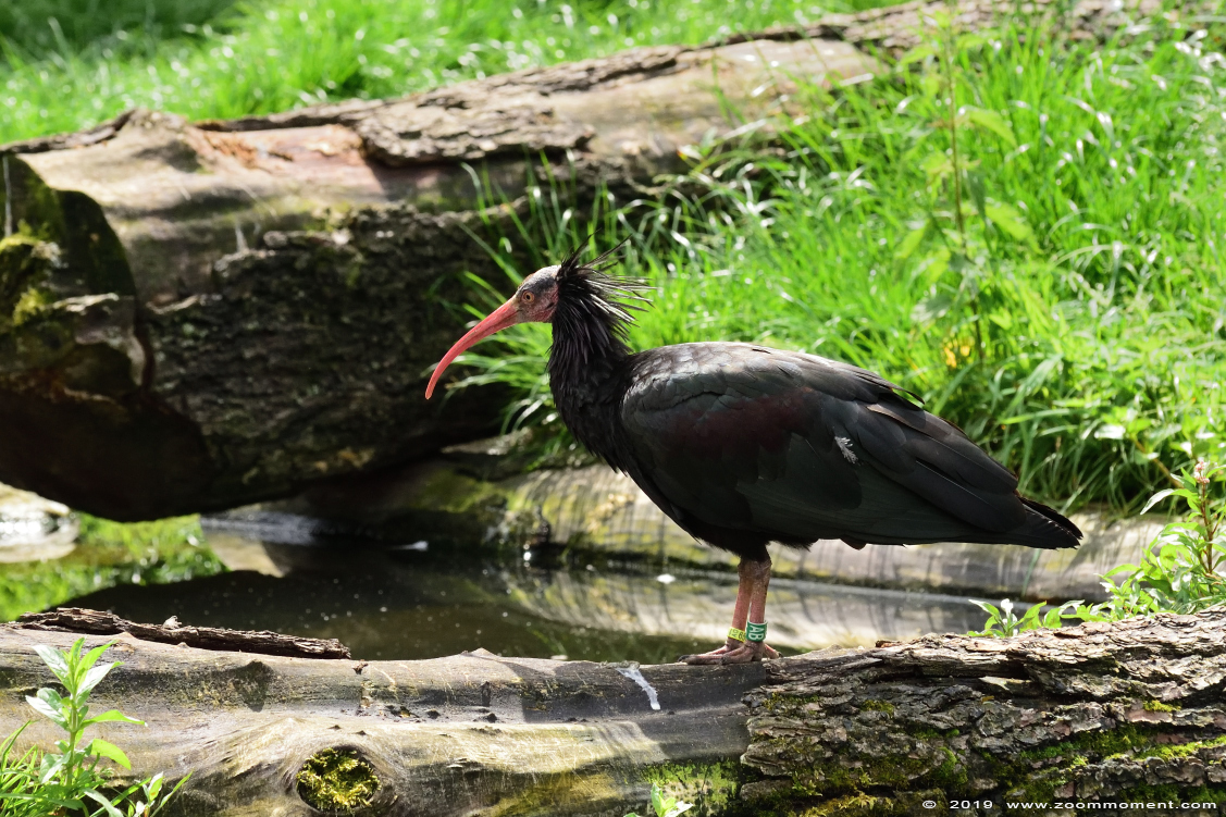 kaalkop ibis ( Geronticus eremita ) Northern bald ibis
Trefwoorden: Gaiapark Kerkrade kaalkop ibis Geronticus eremita  Northern bald ibis