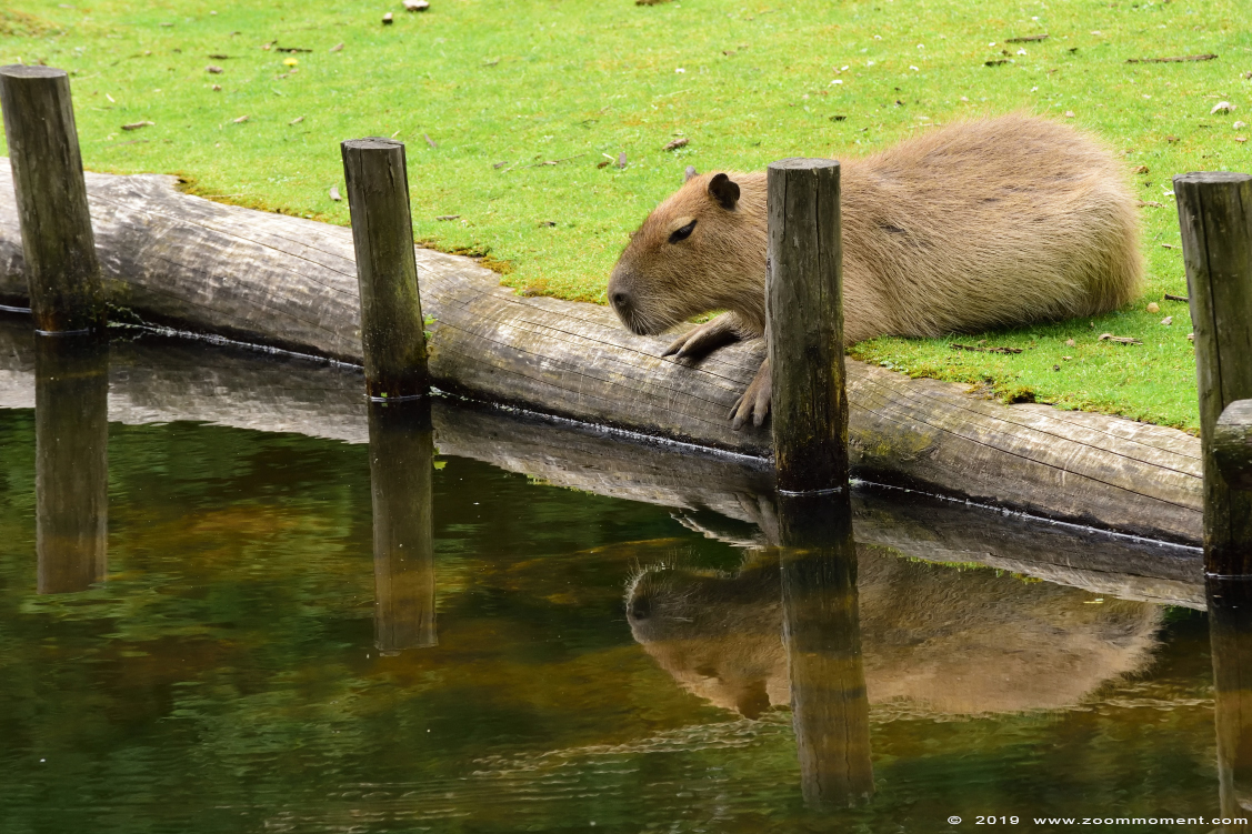 capibara of waterzwijn ( Hydrochoerus hydrochaeris or Hydrochoeris hydrochaeris ) capybara
Trefwoorden: Gaiapark Kerkrade capibara waterzwijn Hydrochoerus hydrochaeris  Hydrochoeris hydrochaeris capybara