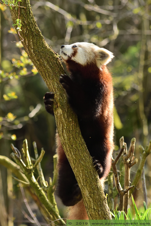 kleine of rode panda ( Ailurus fulgens ) lesser or red panda
Trefwoorden: Gaiapark Kerkrade kleine rode panda Ailurus fulgens lesser  red panda