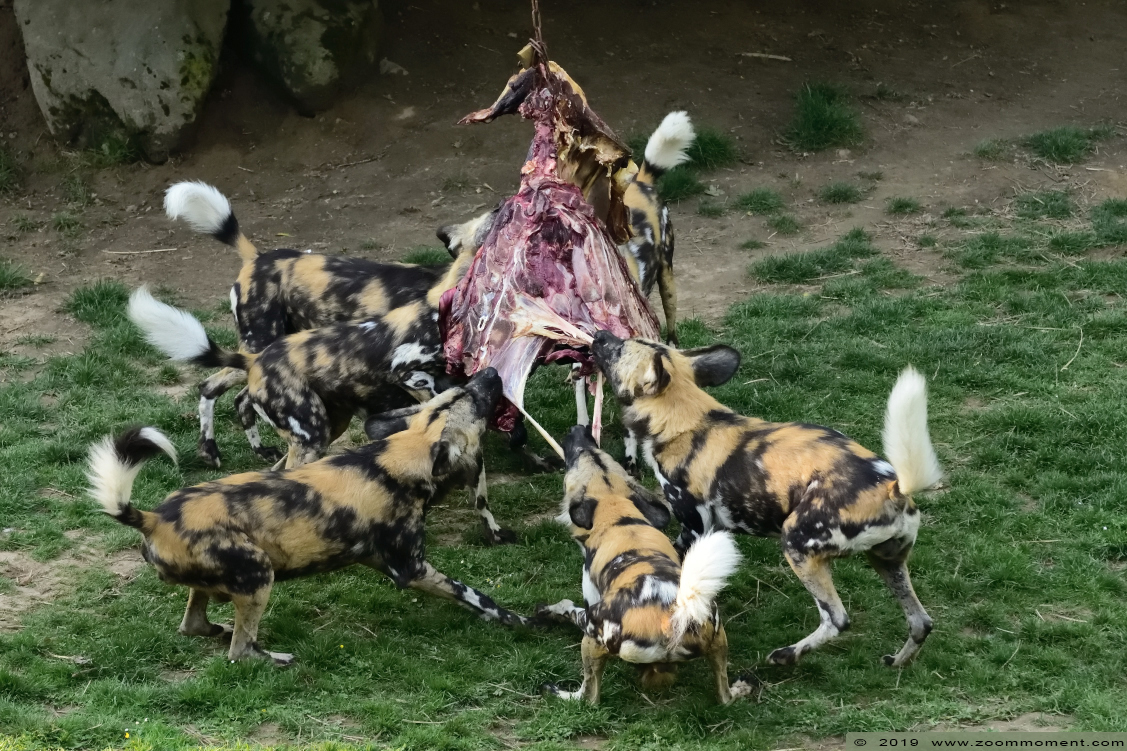 Afrikaanse wilde hond ( Lycaon pictus ) African wild dog
Trefwoorden: Gaiapark Kerkrade Afrikaanse wilde hond  Lycaon pictus African wild dog