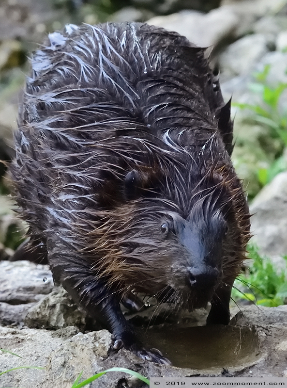 Noord-Amerikaanse bever ( Castor canadensis ) beaver
Trefwoorden: Gaiapark Kerkrade Noord Amerikaanse bever  Castor canadensis beaver